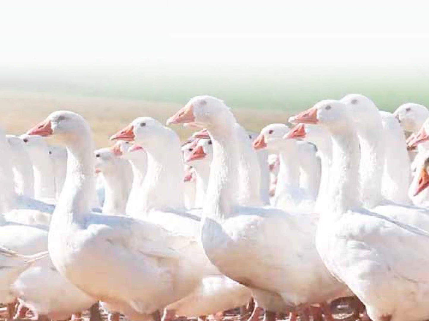 INHOM Factory Piumino letto in piuma d'oca SIBERIANA by SEIBERSDORFER art. WINTER