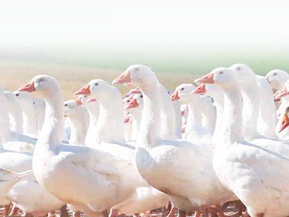 INHOM Factory Piumino letto in piuma d'oca SIBERIANA by SEIBERSDORFER