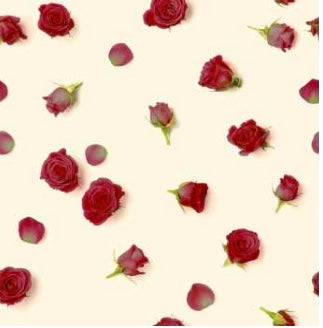 SINFONIA di rose tamaranto