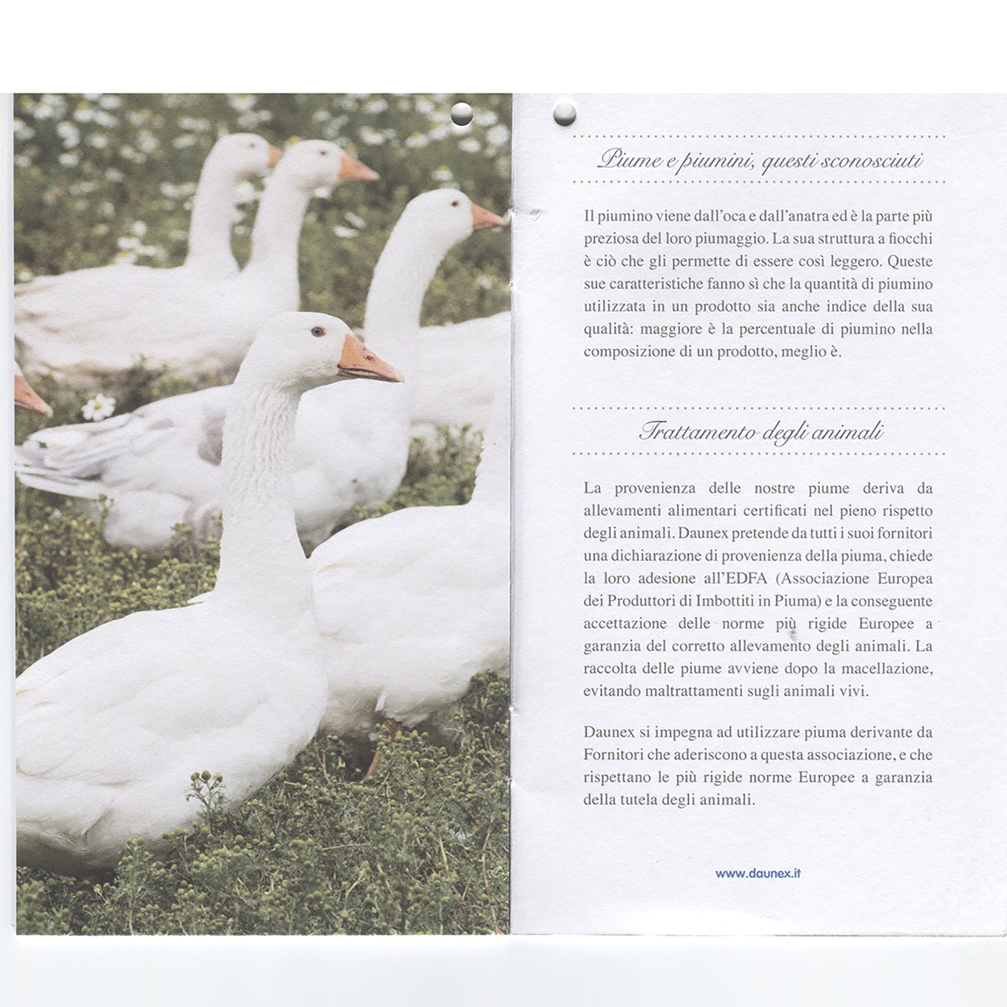 DAUNEX Piumino d'oca 100% piumino d'oca art. CUPIDO