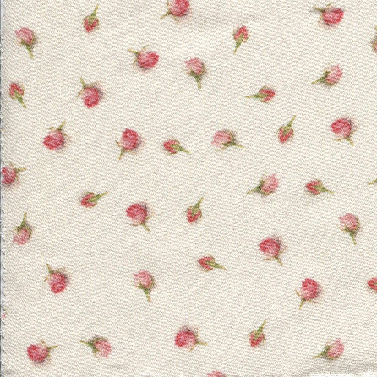 preludio rose rosa